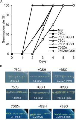 Exogenous Glutathione Enhances Mercury Tolerance by Inhibiting Mercury Entry into Plant Cells